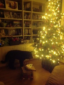 Leo nosing around the sled seeing if there is anything he could nab
